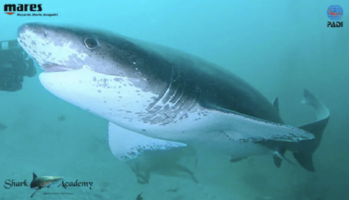 Shark Week in Sudafrica screenshot-2025-10-13-at-13.23.41-copy.png