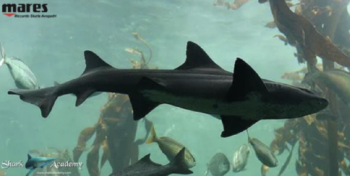 Shark Week in Sudafrica screenshot-2025-10-13-at-13.23.41.png