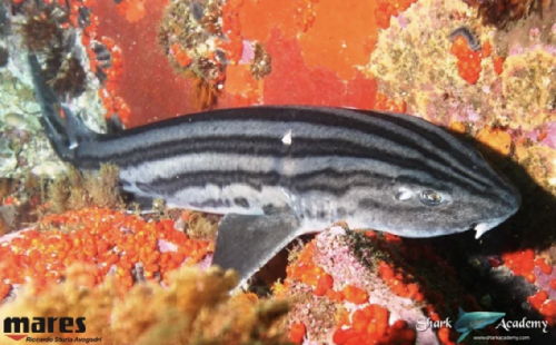 Shark Week in Sudafrica screenshot-2025-10-13-at-13.23.46.png