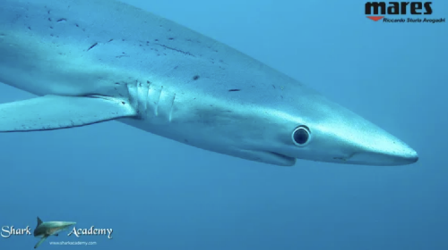 Shark Week in Sudafrica screenshot-2025-10-13-at-13.24.19.png