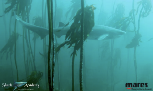 Shark Week in Sudafrica screenshot-2025-10-13-at-13.24.56.png