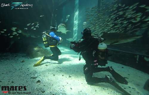 Shark Week in Sudafrica toro2sturla-loghi.jpeg