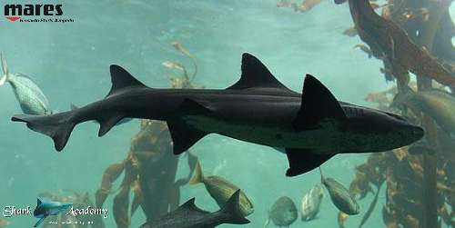 Shark Week in Sudafrica triakismegalopterus2-sturla-loghi.jpeg