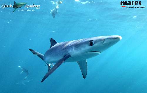 Shark Week in Sudafrica verdesca1sturla-loghi.jpeg