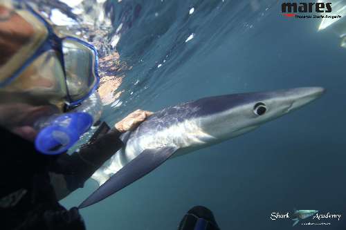 Shark Week in Sudafrica verdesca2sturla-loghi.jpg