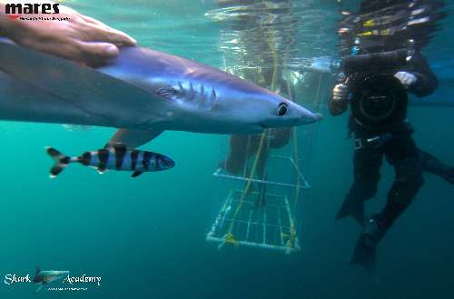 Shark Week in Sudafrica verdesca4sturla-loghi-2.jpg