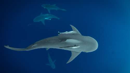 Pelagic Expedition  2.jpg