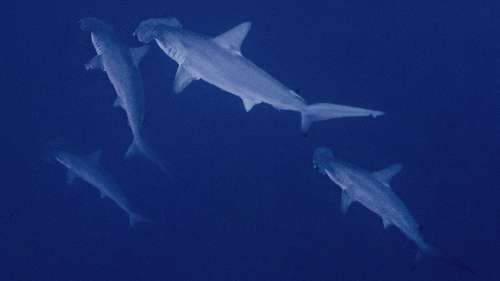 Pelagic Expedition  6.jpg
