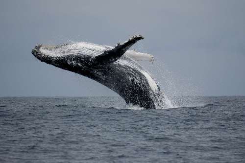 Pelagic Expedition breaching-03-07-version-3-copy.jpg