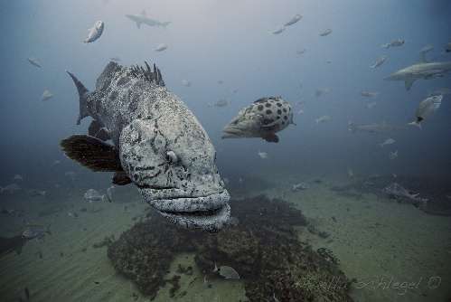 Pelagic Expedition cernie-.jpg