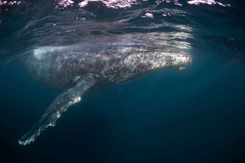 Pelagic Expedition dsc5037-edit.jpg