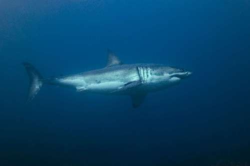 Pelagic Expedition dsc6216-edit.jpg