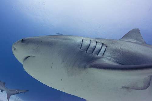 Pelagic Expedition dsc6833-copy.jpg