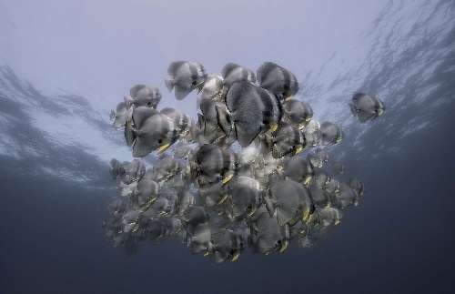 Pelagic Expedition dsf8710-version-2.jpg