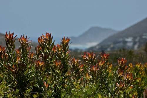 Pelagic Expedition penisola-del-capo-12.jpg
