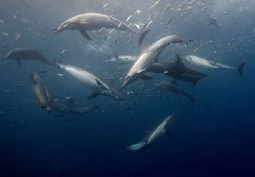 Pelagic Expedition sardine-runraffaella-schlegel-4.jpg