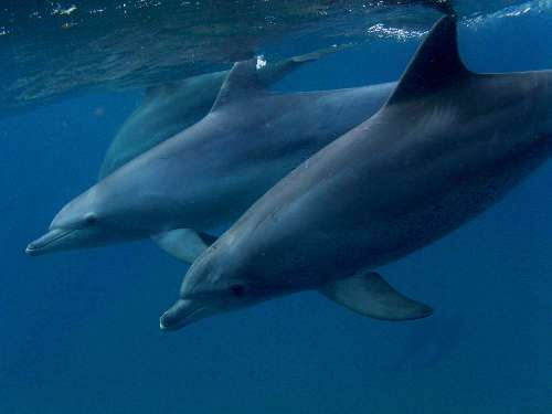 Pelagic Expedition sud-africa-sodwana-dolphins.jpg