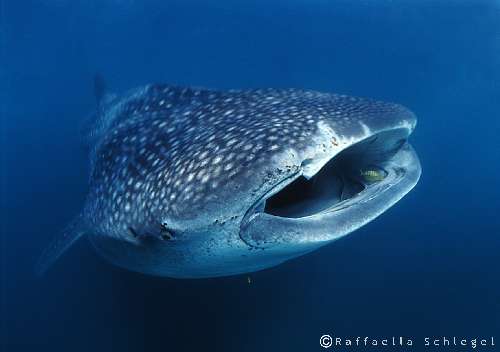 Pelagic Expedition sud-africa-sq.-balena.jpg