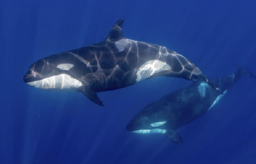 Baja California – Mobule e Orca screenshot-2026-02-06-at-13.48.26-copy.png