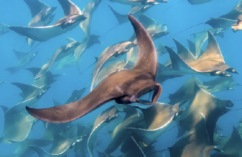 Baja California – Mobule e Orca screenshot-2026-02-06-at-13.48.26.png