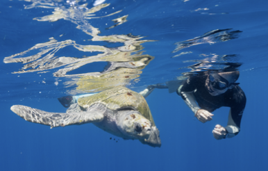 Baja California – Mobule e Orca screenshot-2026-02-06-at-13.48.35-copy-2.png