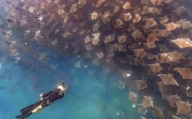 Baja California – Mobule e Orca screenshot-2026-02-06-at-13.48.35.png