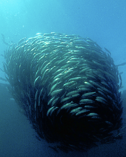 Sudafrica – Sardine Run screenshot-2026-02-06-at-13.54.23.png