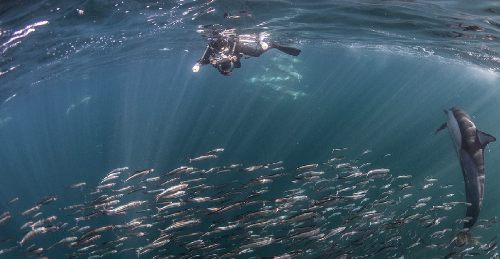 Sudafrica – Sardine Run screenshot-2026-02-06-at-13.54.28.png