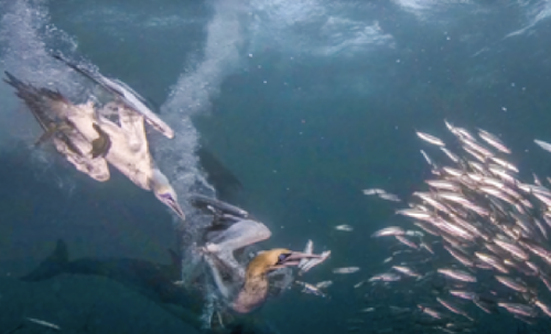 Sudafrica – Sardine Run screenshot-2026-02-06-at-13.54.33.png