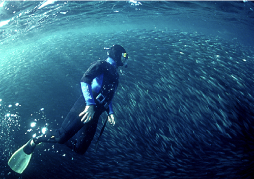 Sudafrica – Sardine Run screenshot-2026-02-06-at-13.55.00.png