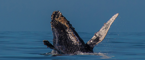 Sudafrica – Sardine Run screenshot-2026-02-06-at-13.55.03.png