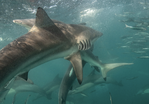 Sudafrica – Sardine Run screenshot-2026-02-06-at-13.55.05.png