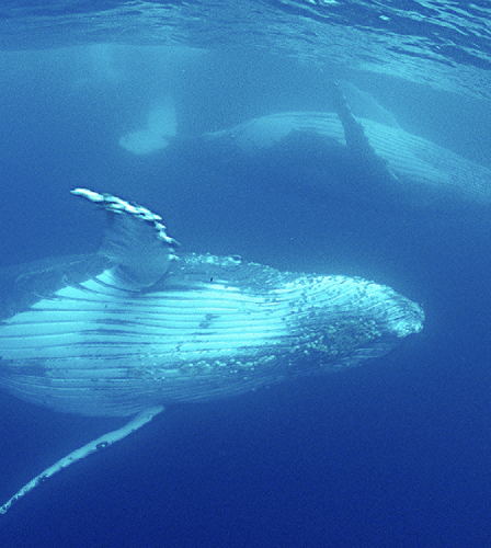 Sudafrica – Sardine Run screenshot-2026-02-06-at-13.55.09.png