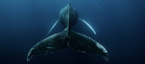 Tonga – Incontri con le Balene Megattere screenshot-2026-02-06-at-14.00.19.png