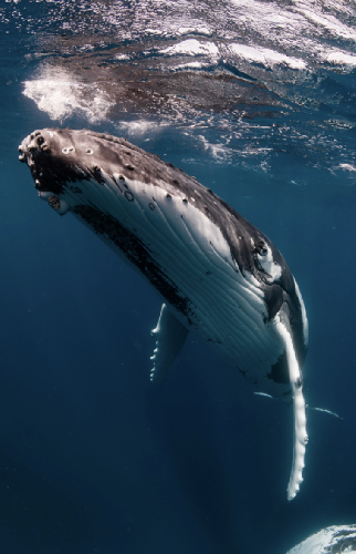 Tonga – Incontri con le Balene Megattere screenshot-2026-02-06-at-14.00.23.png