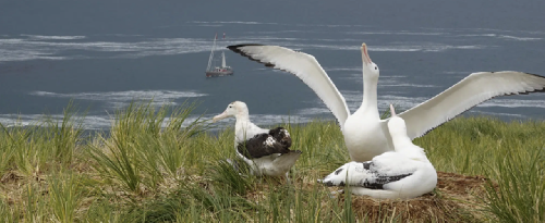 South Georgia Island – Spedizione Naturalistica e Fotografica screenshot-2026-02-06-at-14.03.48.png