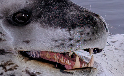 South Georgia Island – Spedizione Naturalistica e Fotografica screenshot-2026-02-06-at-14.03.53.png