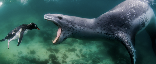 South Georgia Island – Spedizione Naturalistica e Fotografica screenshot-2026-02-06-at-14.03.57-copy-2.png