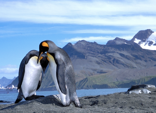 South Georgia Island – Spedizione Naturalistica e Fotografica screenshot-2026-02-06-at-14.04.18.png
