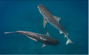 Mozambico picture3.png