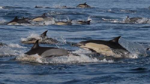 Pelagic Expedition 2027 13.jpg