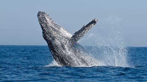 Pelagic Expedition 2027 14.jpg