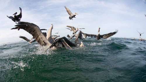 Pelagic Expedition 2027 21.jpg