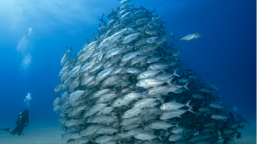 Pelagic Expedition 2027 21.png
