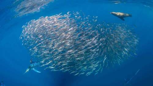 Pelagic Expedition 2027 4.jpg