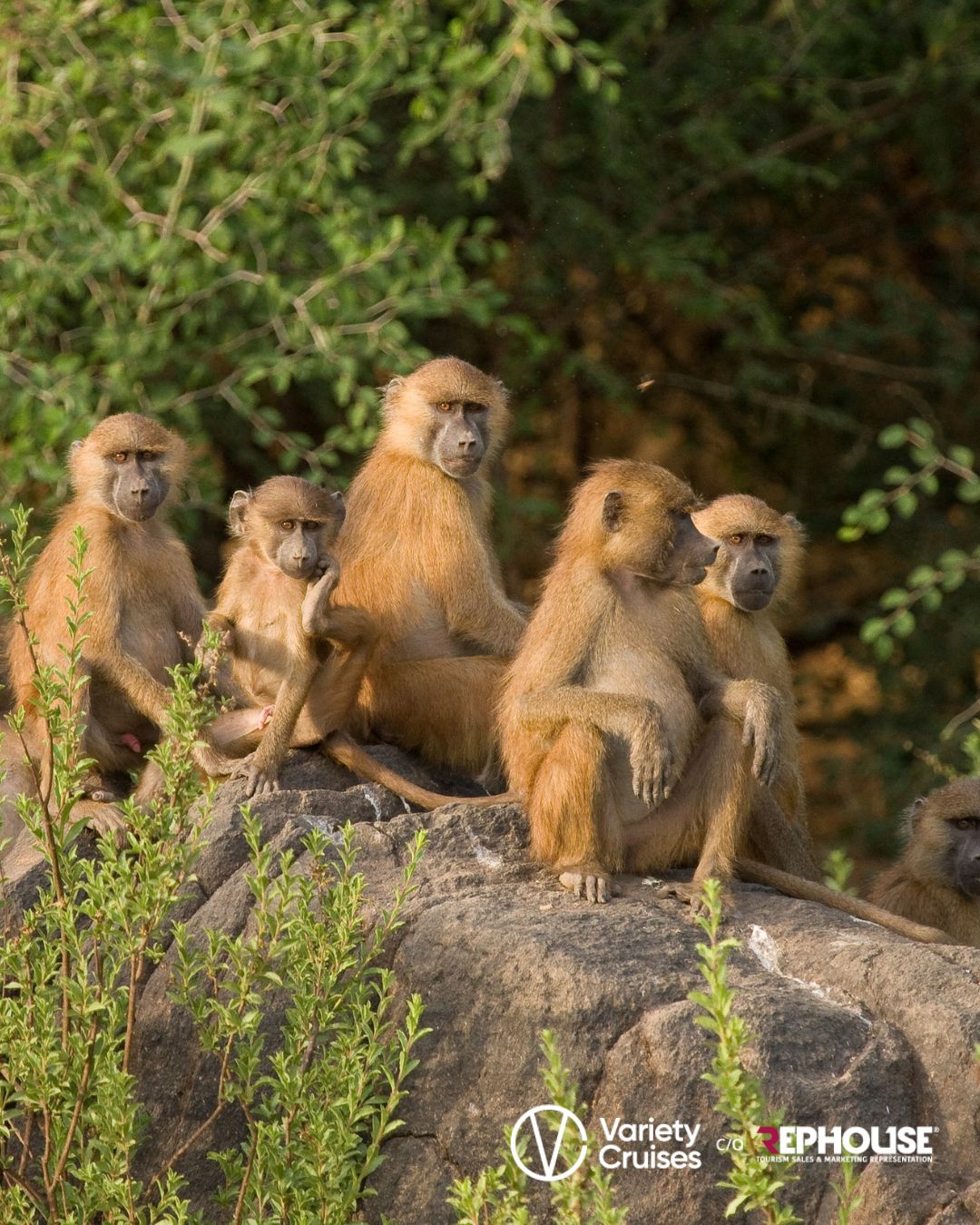 variety-cruises-rephouse-gsa-west-africa-chimpanzee.jpg