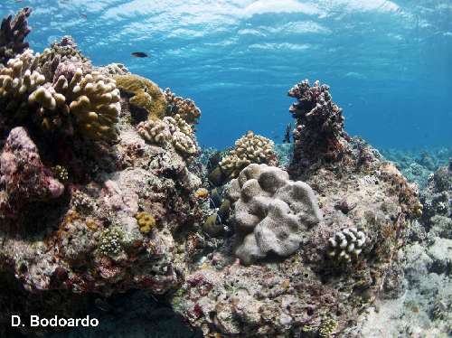 Crociera scientifica Maldive cr.scientifica-maldive-3.jpg