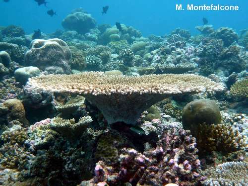 Crociera scientifica Maldive cr.scientifica-maldive-5.jpg