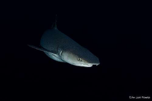 Crociera Night Dive Maldive crociera-notturna-maldive-6.jpg