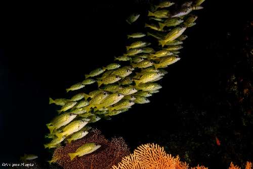 Crociera Night Dive Maldive crociera-notturna-maldive-7.jpg